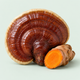 Turmeric + Reishi